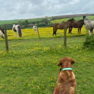 Bronze DofE Expedition dog looking at horses
