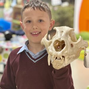 Boy holding lion skull in museum